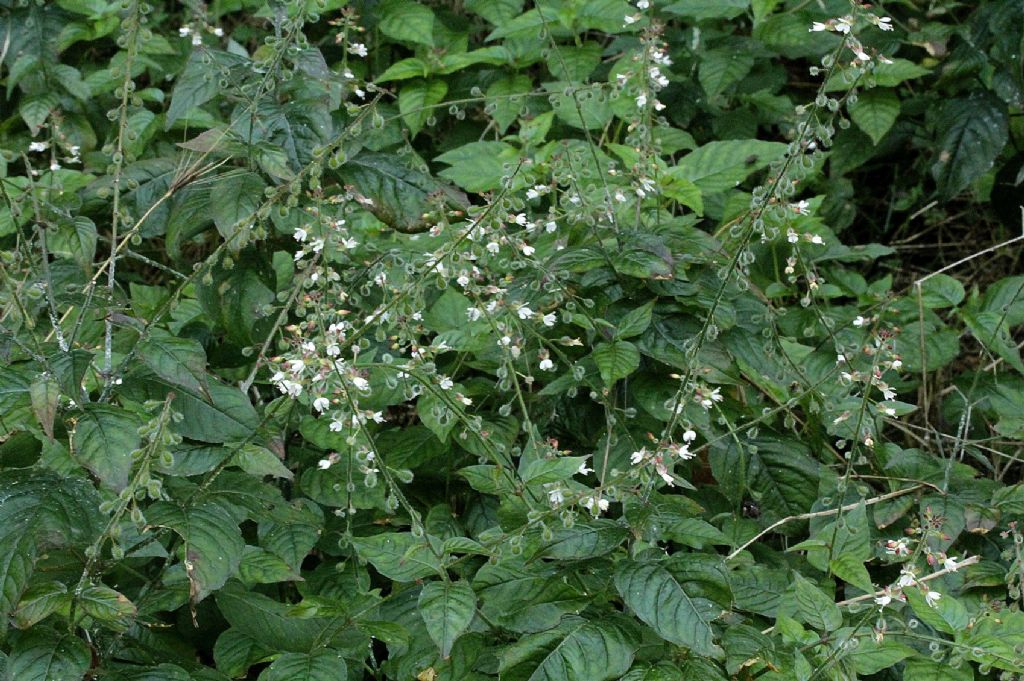 Circaea lutetiana